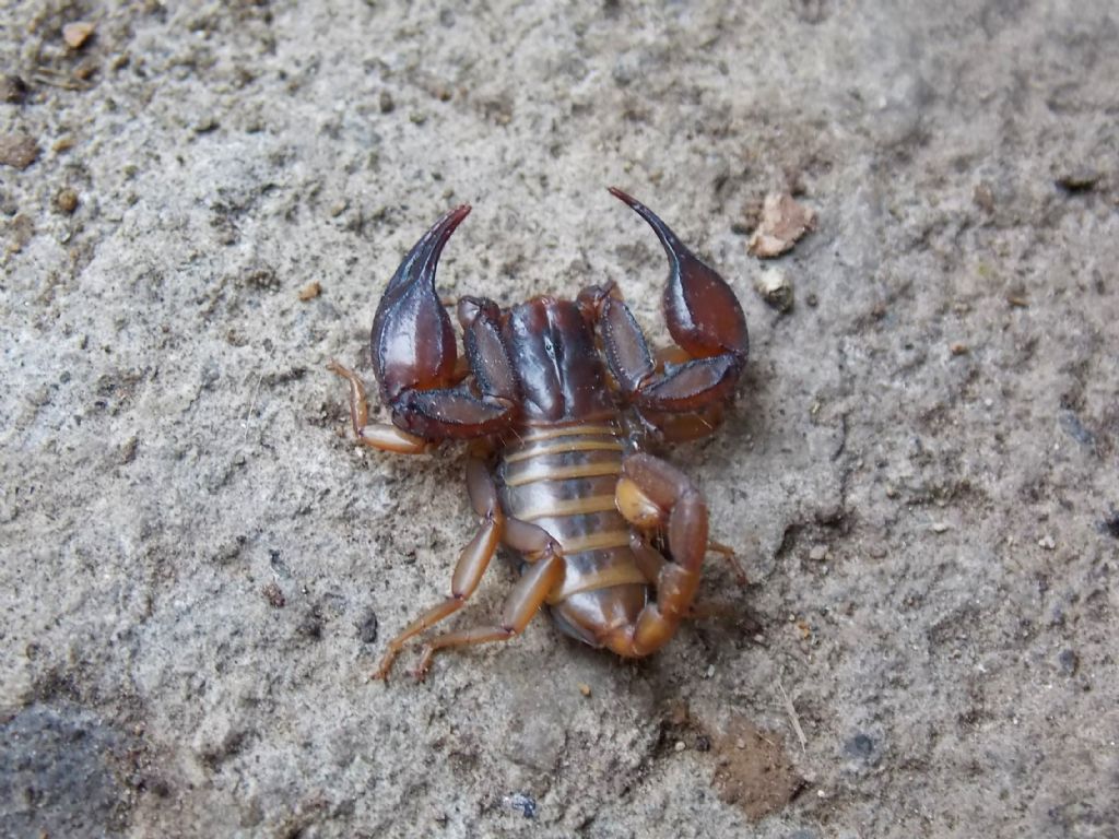 Euscorpius sp. da Piedimonte Matese